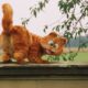 Samuel L. Jackson spielt Chris Pratts Vater in Garfield Titel